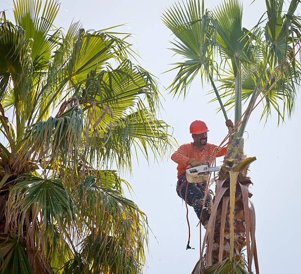 Professional Tree Care Services in Cudjoe Key, FL